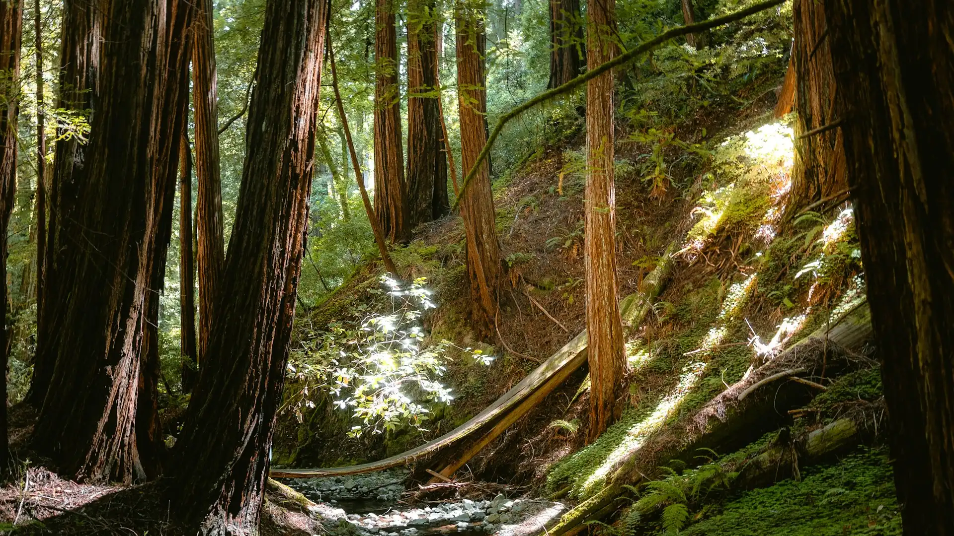 Water damage restoration in Scotts Valley, California